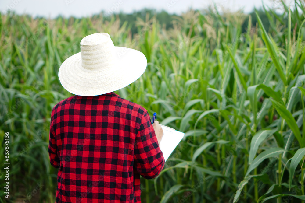 Back view of  farmer wear hat, red plaid shirt, write on paper clipboard to inspect growth and disease of plants at maize garden. Concept, agriculture study or research to solve problems or develope.