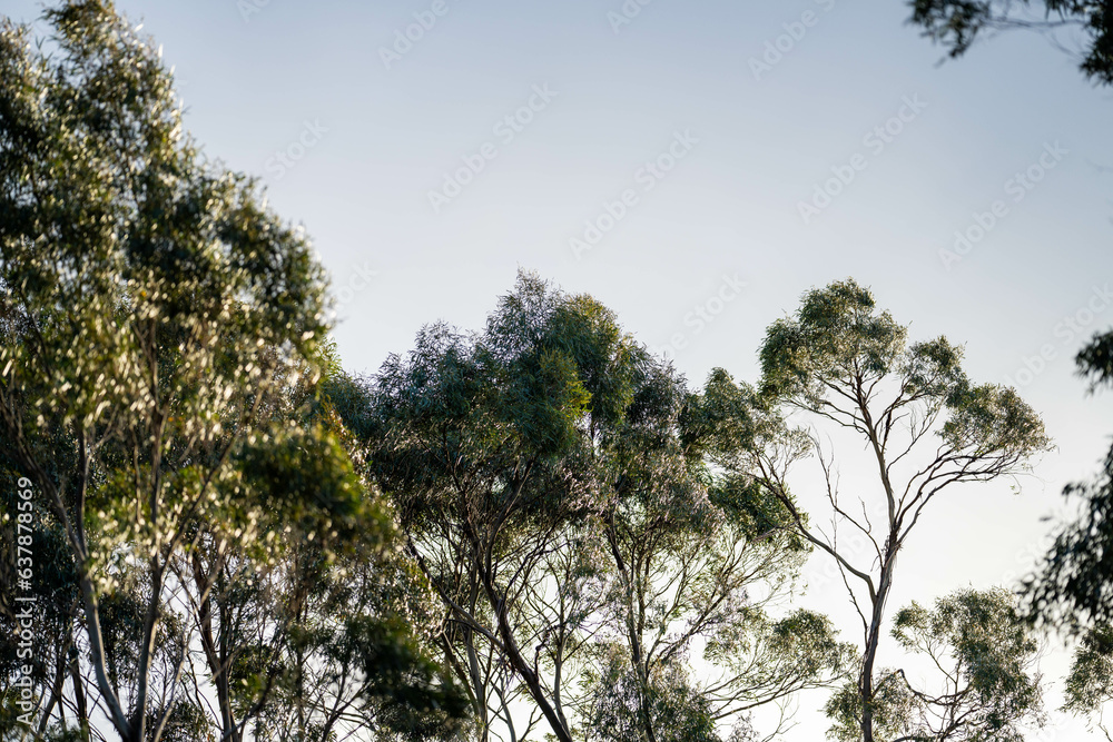 native gum tree growing in a forest in a national park in australia in the bush native gum tree growing in a forest in a national park in australia in the bush