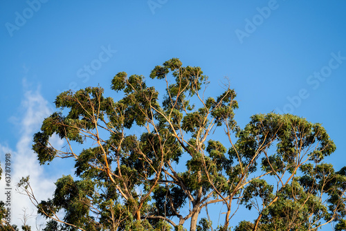 native gum tree growing in a forest in a national park in australia in the bush