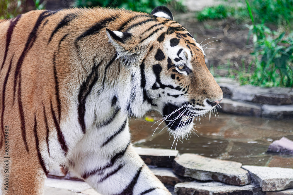 Obraz premium Siberian tiger, (Panthera tigris altaica), side view