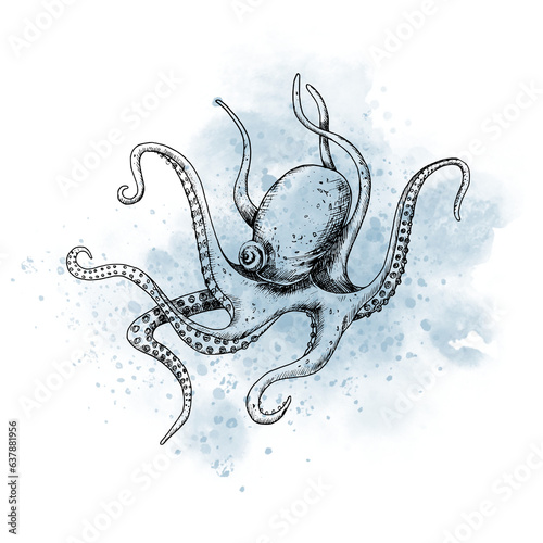 Drawing of sea Octopus with watercolor blue spot. Graphic illustration of ocean fish painted by black inks on isolated background. Sketch of marine underwater animal for icon or logo in outline style. photo