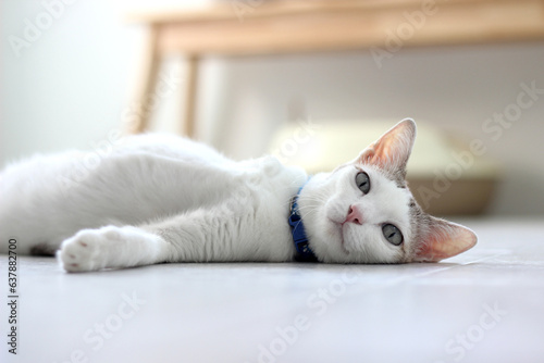 The domestic cat lay on the floor