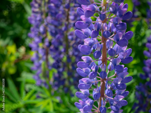 Close up of Lupinus polyphyllus flowers