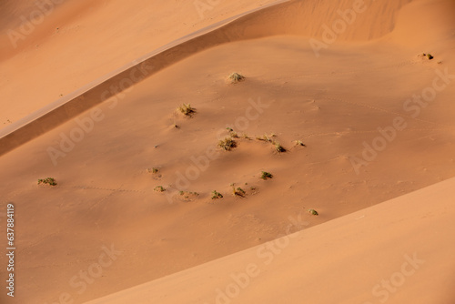 Spirale végétale dans le désert du Namib autour de Sesriem