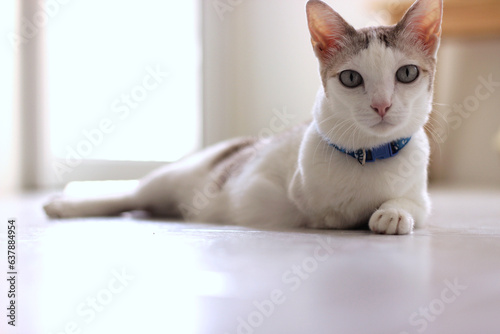 Three legs cat lay on the floor