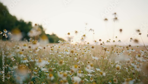 Daisy floral field with white daisies at sunset. Chamomile meadow in summer. Beautiful flowers, natural wildflowers. Camera moving through chamomiles. Medicinal, curative herbs and plants concept.