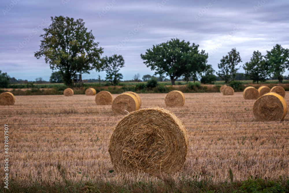 Bales of straw on field stubble at summer Bales of straw on field stubble at summer