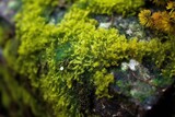 close-up of vibrant green lichen on a granite rock