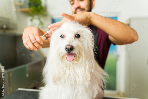 фотографія Maltese dog at the grooming spa getting a haircut