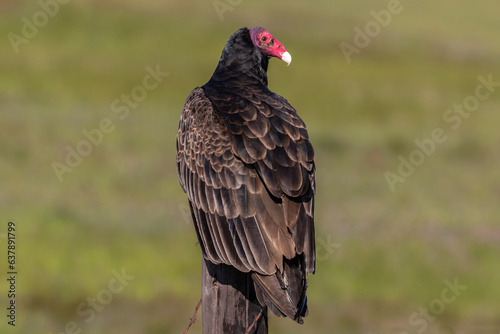 Closeup view of Turkey Vulture (Cathartes aura ), north of Morro Bay, California. Perched on fence post. Back view; head turned to one side. 
