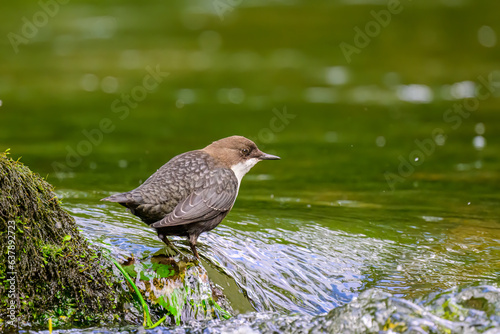 Dipper, Cinclus cinclus, walking through water