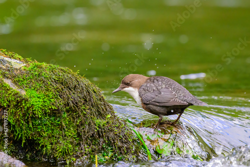 Dipper, Cinclus cinclus, walking through water photo