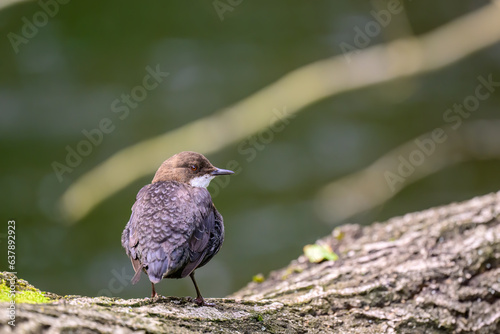 Dipper, Cinclus cinclus, perched on a log photo