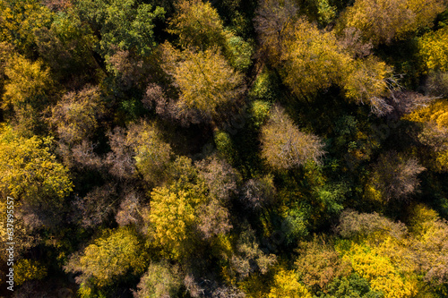 Aerial view of forest canopy in the autumn