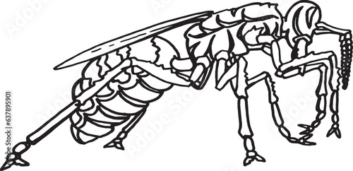 Vector sketch of wasp on white background, insect. Graphical illustration for coloring ,tattoo