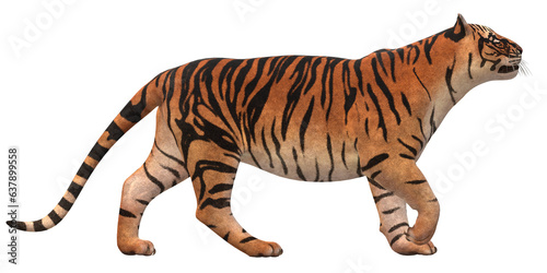 Fototapeta Naklejka Na Ścianę i Meble -  Tiger isolated on a Transparent Background