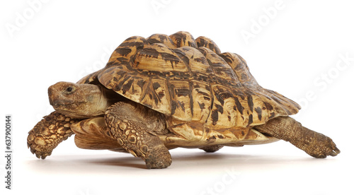 Leopard tortoise (Stigmochelys pardalis) captive occurs in Africa.   photo