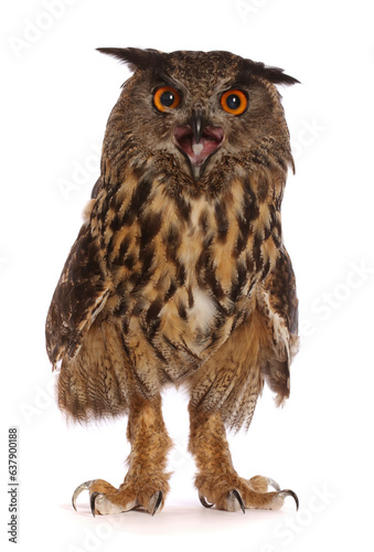 European eagle owl (Bubo bubo) captive, occurs in Europe   photo