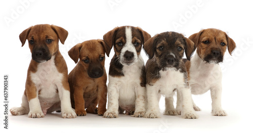 Five Jack Russell x Border Terrier puppies, sitting.  photo