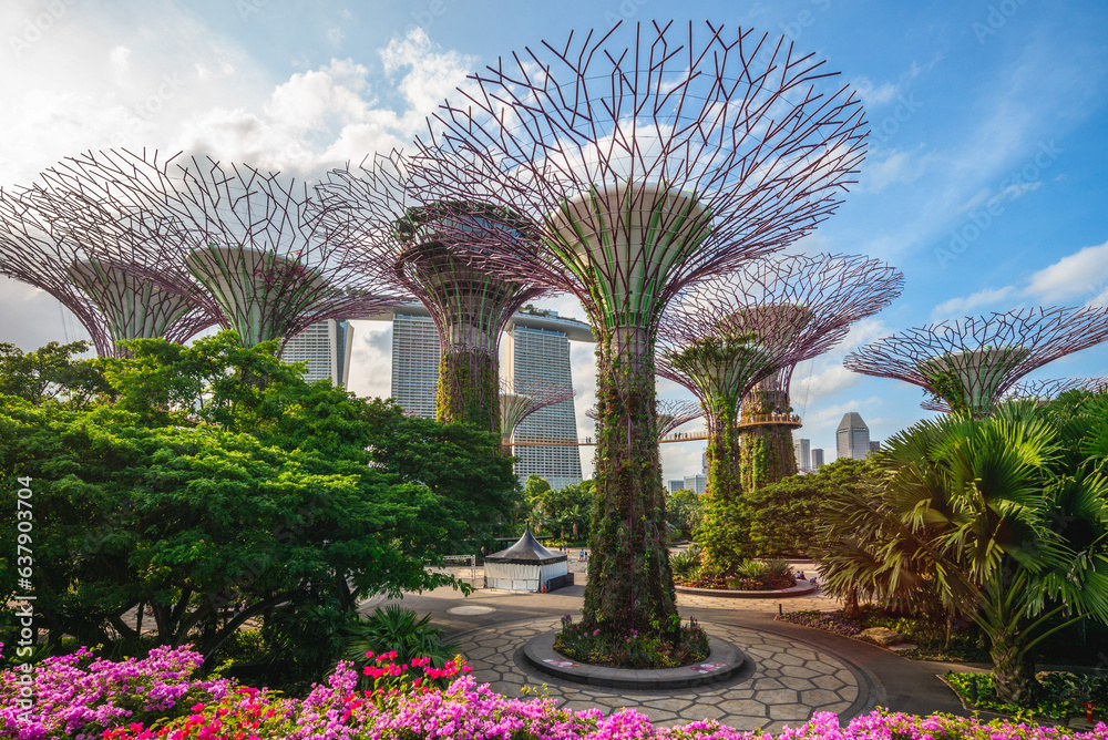February 6, 2020: Supertree grove at marina bay garden in singapore, were conceived and designed by Grant Associates. Each supertree has its own planted character and specific environmental function. - obrazy, fototapety, plakaty 