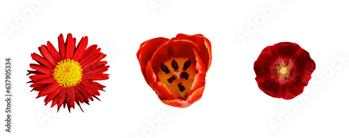 Set of different red flower...
