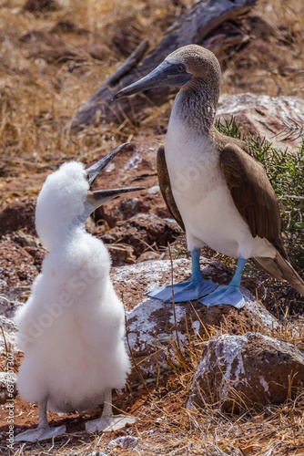 The blue-footed booby (Sula nebouxii) with a baby chick hatchling in their nest in North Seymour Island, Galápagos Islands, Ecuador photo