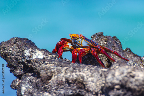 Sally lightfoot crab, red rock crab (Grapsus grapsus) over a rock near a beach in Santiago Island (Galápagos). It is found along the Pacific coast of Mexico, Central America, and South America. photo