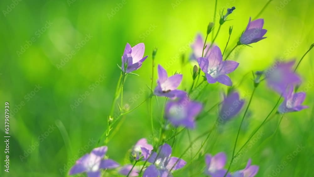 Alpine meadow. Purple Campanula Flowers is swayed. Fantasy nature backdrop. Golden hour. Sunset soft light. Summer Fairy Tale Lawn. Feeling free and happy. Warm day illuminates the petals. Bellflowers Alpine meadow. Purple Campanula Flowers is swayed. Fantasy nature backdrop. Golden hour. Sunset soft light. Summer Fairy Tale Lawn. Feeling free and happy. Warm day illuminates the petals. Bellflowers