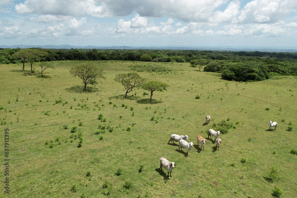 Group of white cows on green meadow