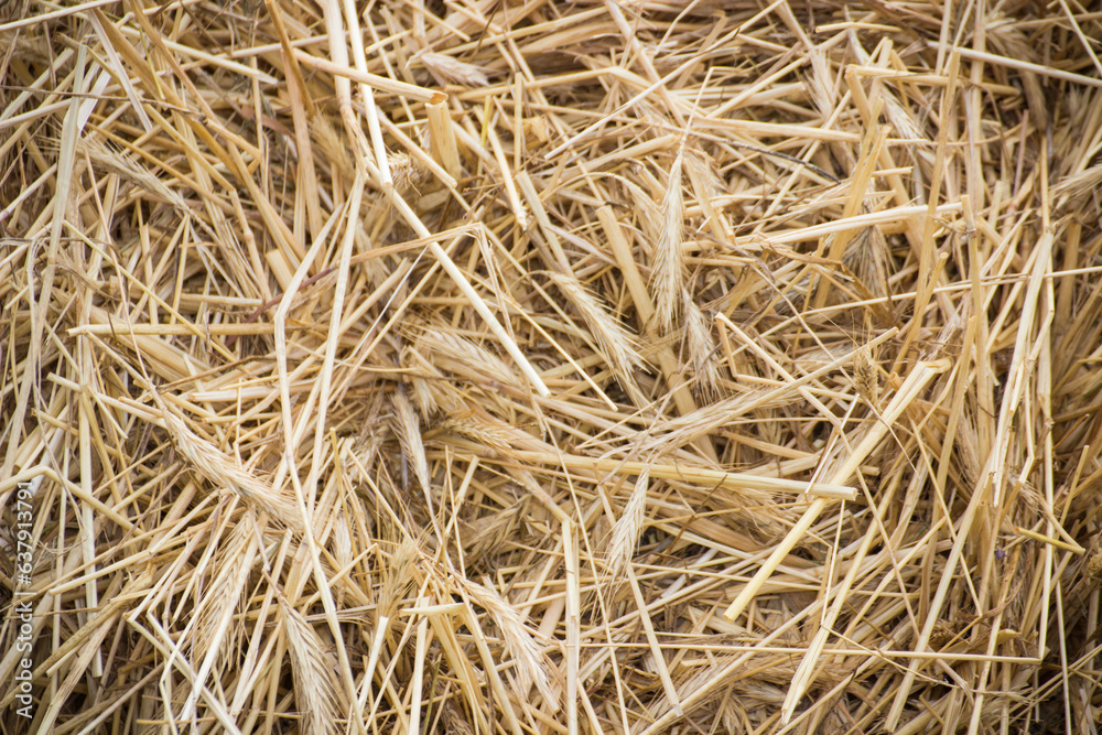 Bales of hay or straw. Background or wallpaper texture