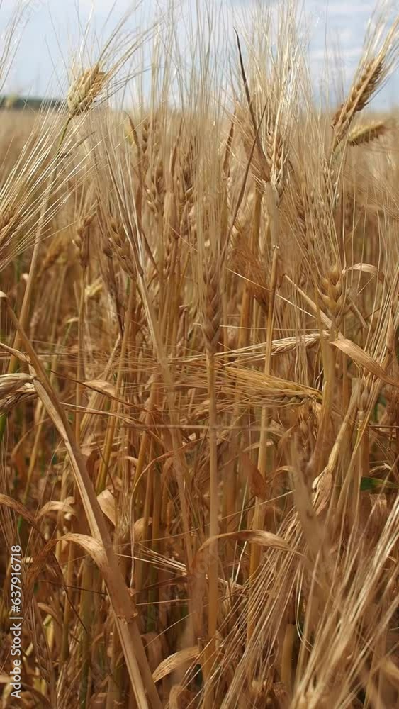 Slow-mo of golden rye sprouts swaying in the wind in a rye field on a sunny day Slow-mo of golden rye sprouts swaying in the wind in a rye field on a sunny day