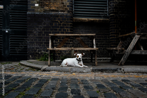 Jack Russel, sitting under a bench in London