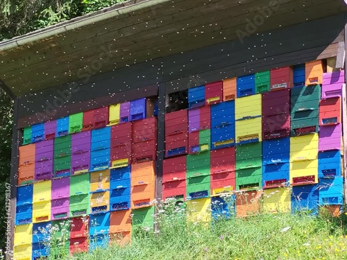 Colorful bee hives with bee swarms in Slovenia