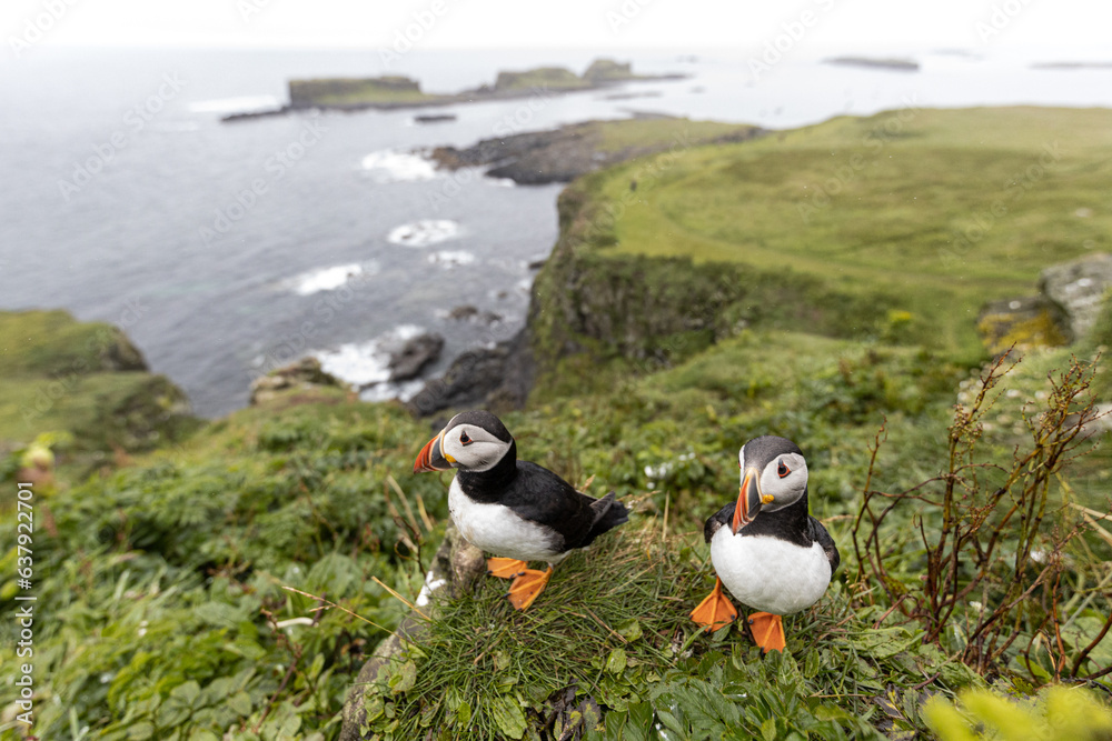 Fototapeta premium Atlantic Puffin on Lunga in Scotland