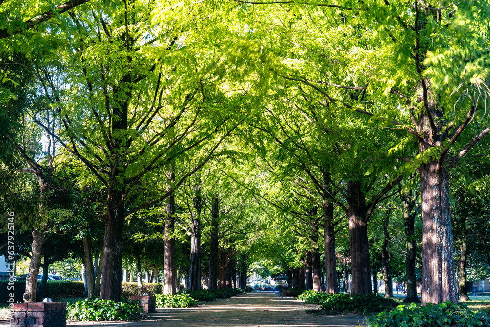 夏の公園メタセコイア並木
夏の公園メタセコイア並木