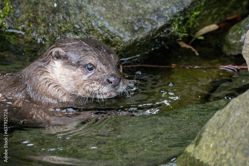 Otter near stones in water.