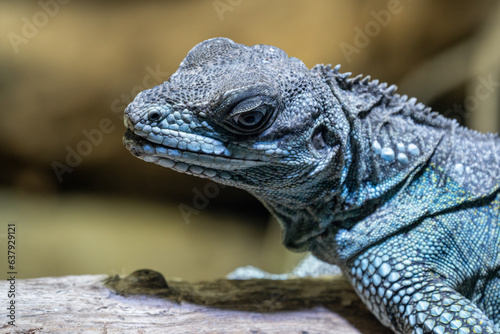 Blue iguana lizard head detail.