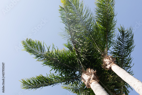 palm trees and shining sun ...