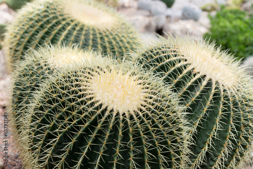 Large round cacti close up