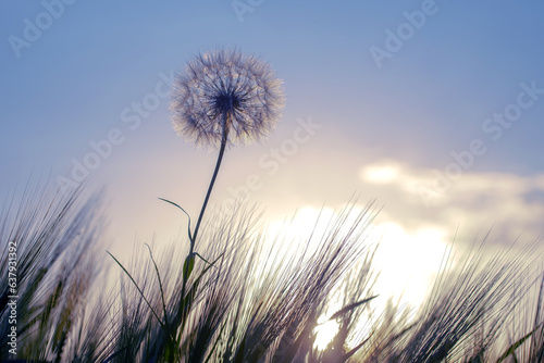 Dandelion among the grass against the sunset sky. Nature and botany of flowers