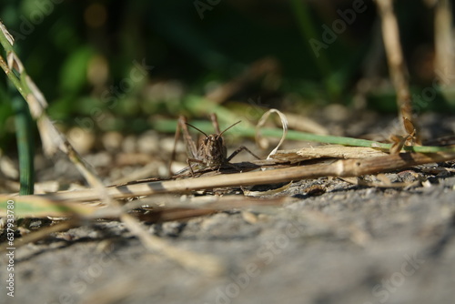 common field grasshopper (Chorthippus brunneus) photo