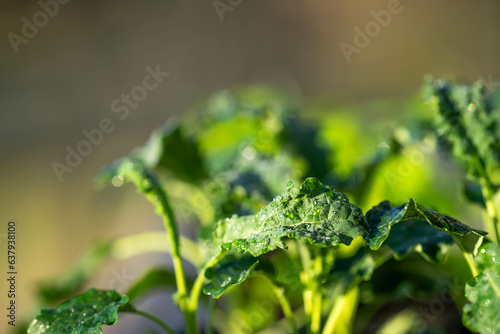 kale seedlings vegetables growing on a farm. frost and ice on the cold soil and plants on a winter's morning