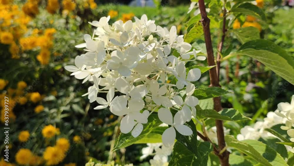 Beautiful Hydrangea white flowers in sunlight. Beautiful Hydrangea white flowers in sunlight.