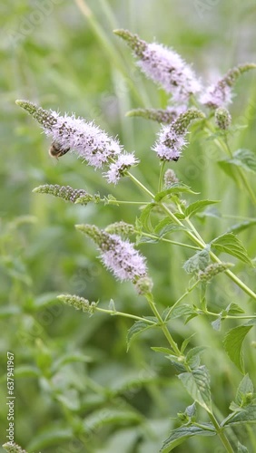 Honey Bee feeding on nectar of peppermint flower. Close-up. Verical video.