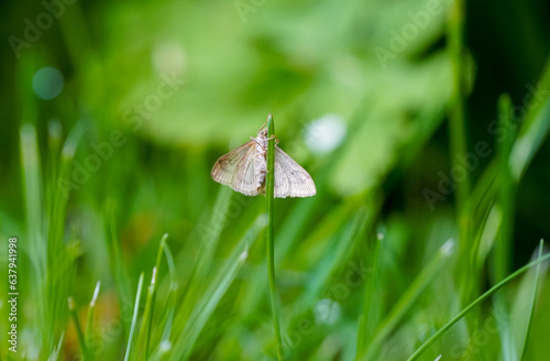 A moth sits on a blade of grass in nature. Insect close-up.