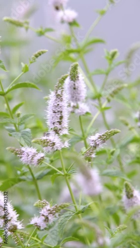 Honey Bee feeding on nectar of peppermint flower. Close-up. Verical video.