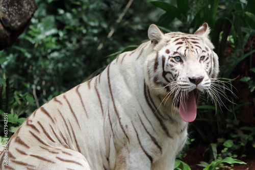 White tiger yawning