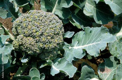 Brassica oleracea 'Shogun' , Chou brocoli