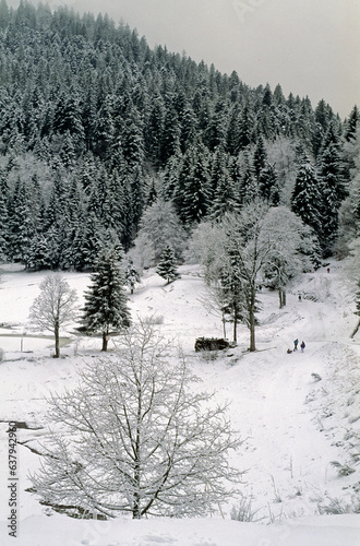 Picea abies, Sapin sous la neige, Foret, Vosges, 68, France