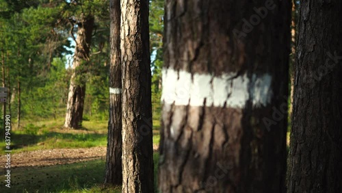 Marked trees in the forest.